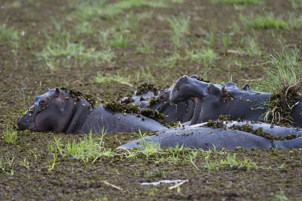 Hippopotames Sauvages Dans Eau Delta Okavango Botswana — Photo