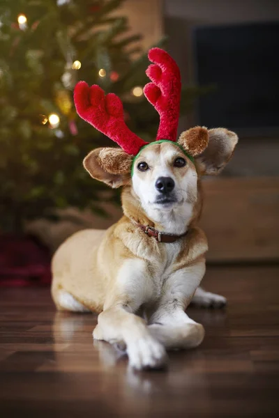Porträt Eines Hundes Mit Rentierohren Auf Dem Fußboden — Stockfoto