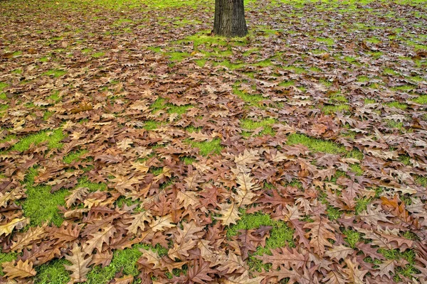 Folhas Outono Parque Com Grama Verde Quadro Completo — Fotografia de Stock