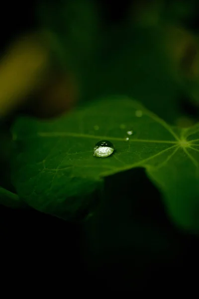 葉の上の水滴のクローズ アップ — ストック写真