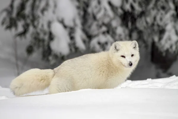 北極オオカミやイヌのループス Arctos 雪狼または白いオオカミ オオカミ スウェーデンのラップランドの亜種とも呼ばれます — ストック写真