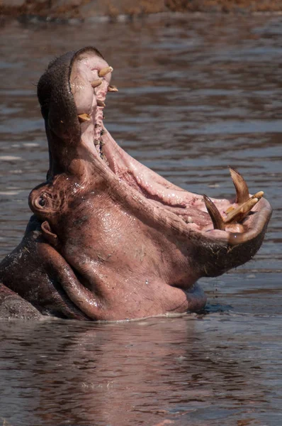 Hippopotamus Yawning Pond Masai Mara Kenya — Stock Photo, Image