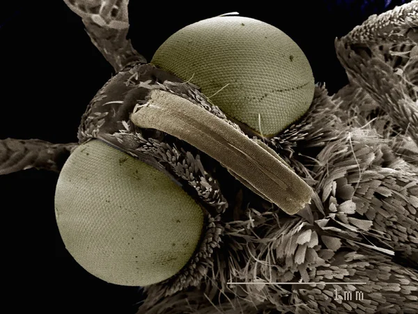 Scanning Electron Mikrograf Huvudet Moth Sem Koncept — Stockfoto