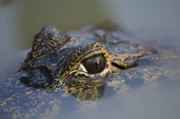 Ojo Cocodrilo Superficie Del Agua Cerca —  Fotos de Stock