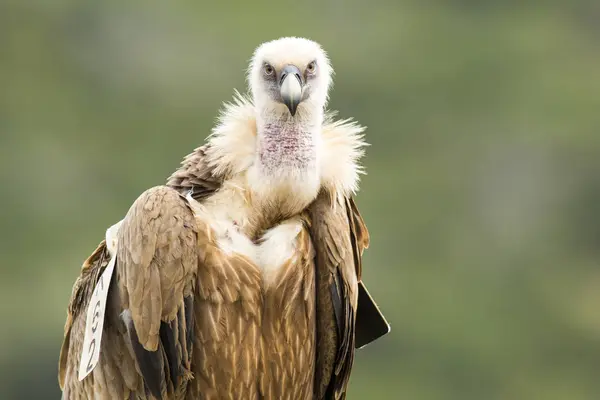 Front View Griffon Vulture Looking Camera — Stock Photo, Image