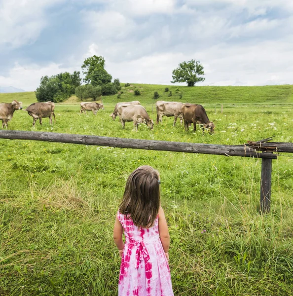 Vista Real Niña Mirando Las Vacas Pastando Campo Fuessen Baviera —  Fotos de Stock