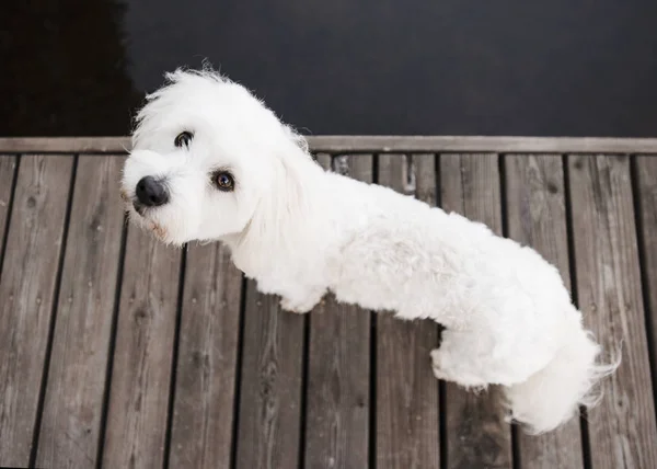 Coton Tuléar Hond Vanaf Lake Pier Opzoeken — Stockfoto
