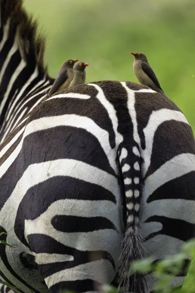 Red Billed Oxpeckers Burchells Zebra Back Lake Nakuru National Park — Fotografia de Stock