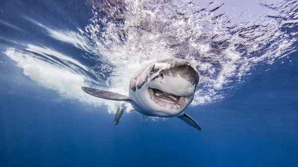 Grande Tubarão Branco Nadando Debaixo Água — Fotografia de Stock