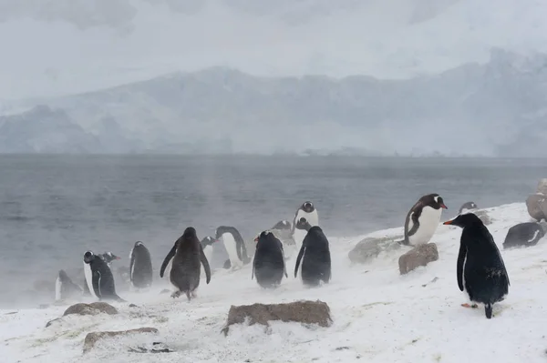 ジェンツー ペンギン南極海 南極大陸の近くの雪の上を歩く — ストック写真