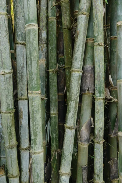 Bambu Chiang Dao Tailândia — Fotografia de Stock