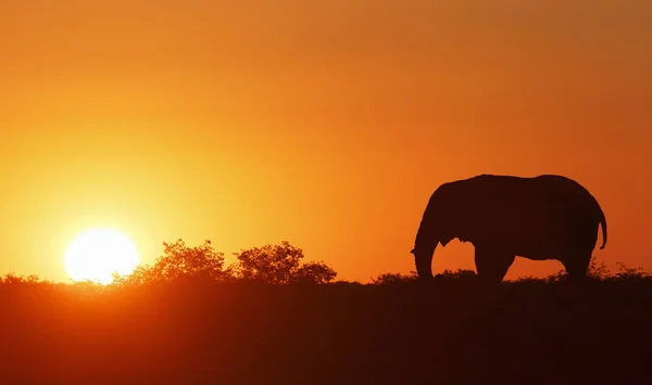 Silhouette Eines Elefanten Lebhaften Himmel Bei Sonnenuntergang — Stockfoto