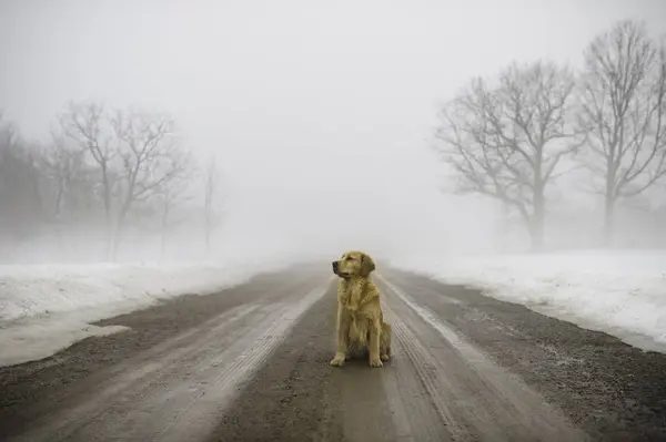 Golden Retriever Sitting Middle Dirt Road Fog — Stock Photo, Image