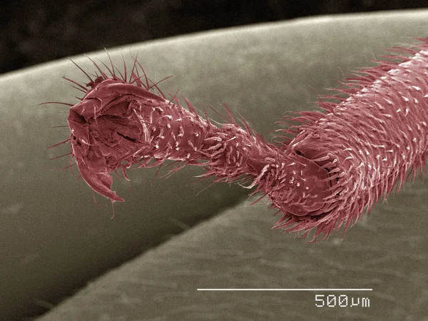 Kolorowe Skanowanie Mikroskopu Elektronowego Nogi Spittlebug — Zdjęcie stockowe