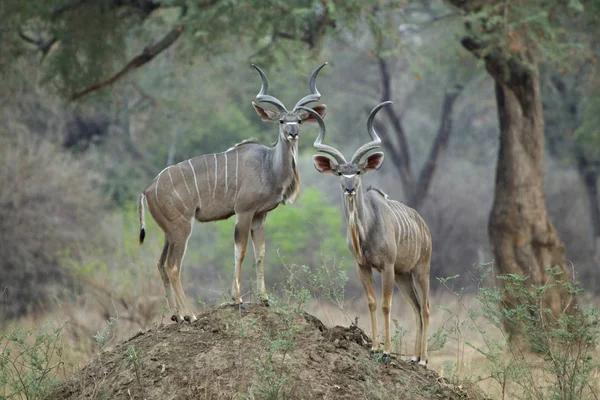 Touros em pé no monte de térmitas — Fotografia de Stock