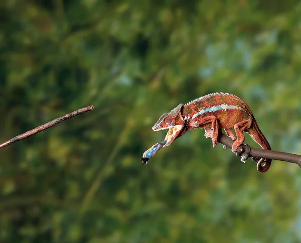 Camaleão comendo na árvore — Fotografia de Stock