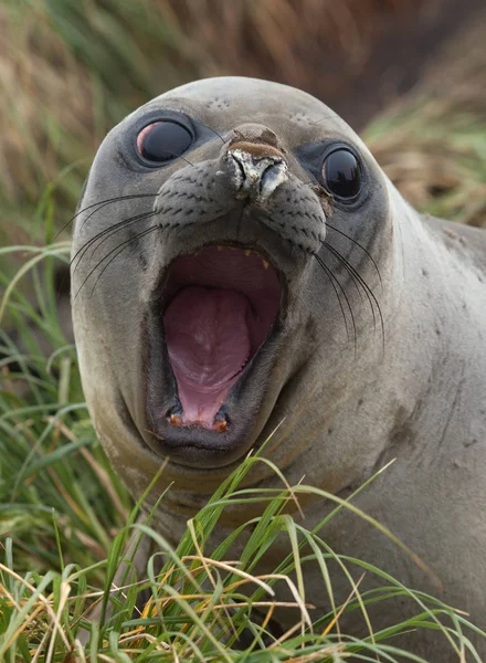 Elephant Seal pup on beach — Stock Photo, Image