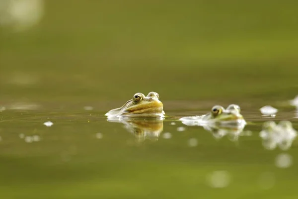 Mating frogs in water — Stock Photo, Image