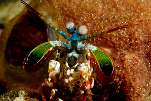 Datailní Pohled Mantis Skrček — Stock fotografie
