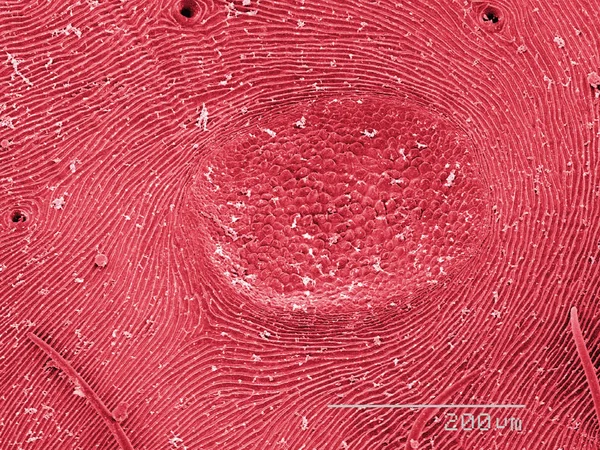 Кольоровий Скануючий Електронний Мікрограф Черевця Павука — стокове фото