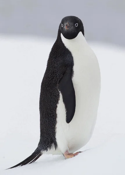 Pingüino Adelie en témpano de hielo — Foto de Stock