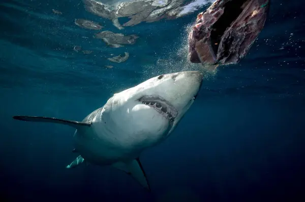 Rozzlobený Velký Bílý Žralok Plavání Pod Vodou — Stock fotografie