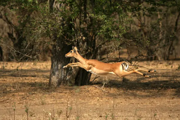 Impala running through forest — Stock Photo, Image