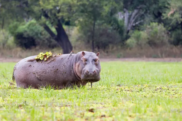 Hippopotame Pâturage Dans Parc National Sud Luangwa Zambie — Photo