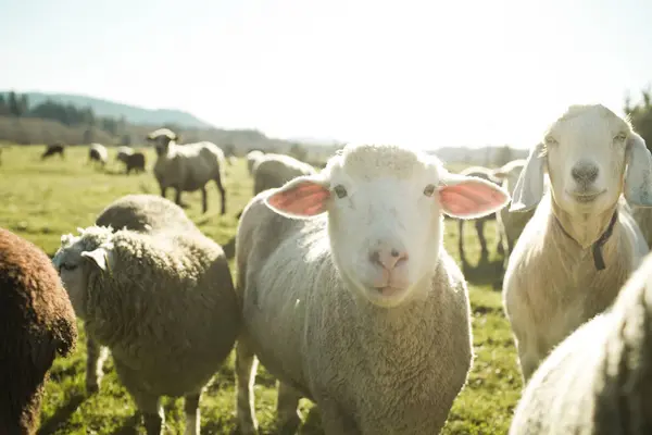 Pecore Pascolo Sul Campo Verde Alla Luce Del Sole — Foto Stock