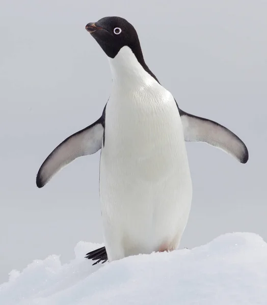 Adelie Penguin Ice Floe Southern Ocean 180 Miles North East — Stock Photo, Image