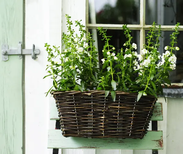 Pianta Giardino Con Fiori Bianchi Vimini Cestino Capannone — Foto Stock