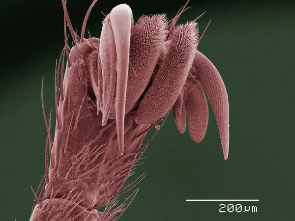 Coloured Scanning Electron Micrograph Louse Fly — Stock Photo, Image