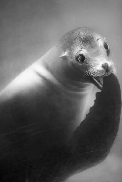 Obcięty Widok Sea Lion Pod Wodą — Zdjęcie stockowe