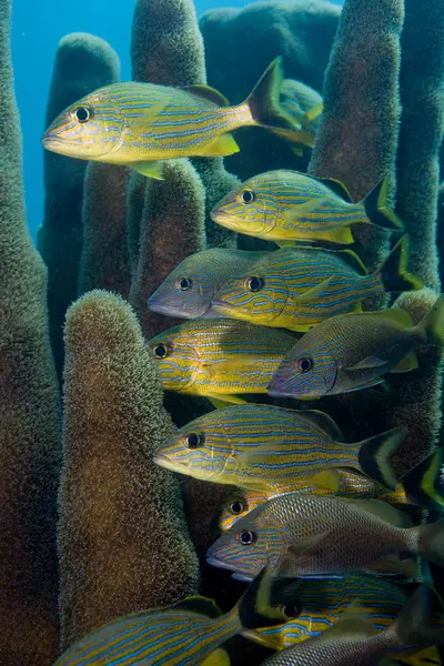 Schooling Fish Swimming Coral Reef — Stock Photo, Image