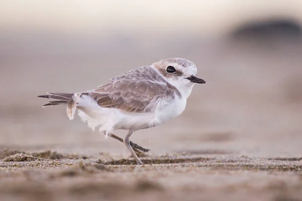 Kentish Plover Western Snow Plover Charadrius Alexandrinus Nivosus — стоковое фото