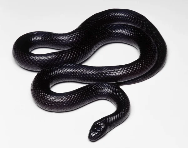 メキシコの黒キングヘビ属 — ストック写真