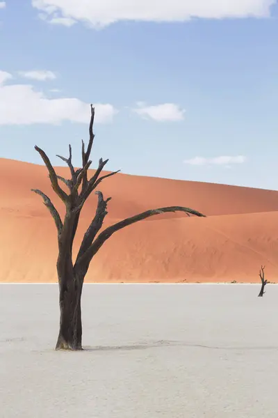 Dode Boom Klei Pan Deaddvlei Nationaalpark Sossusvlei Namibië — Stockfoto