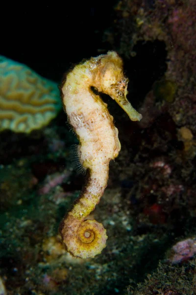 Vue Latérale Hippocampe Nageant Sous Eau — Photo