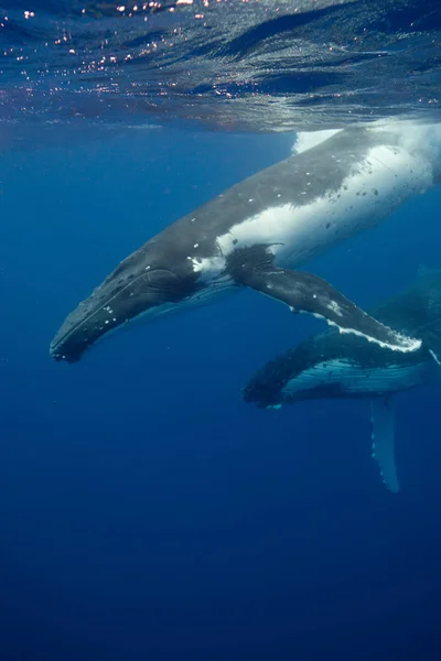 Behavior of Humpback whales — Stock Photo, Image