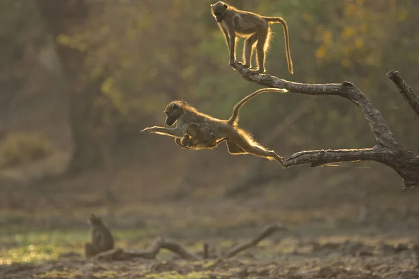 Babouins Sautant Aube Parc National Mana Pools Zimbabwe — Photo