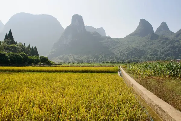 Rýžové pole při sklizni — Stock fotografie