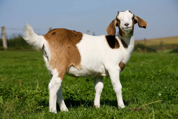 Goat Kid Green Field Sunlight — Stock Photo, Image