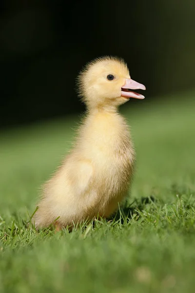 Een Eendje Groen Gras Fel Zonlicht — Stockfoto