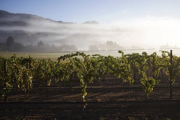 Hermosa Vista Del Viñedo — Foto de Stock