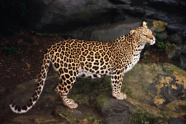 Um leopardo de pé sobre pedras — Fotografia de Stock