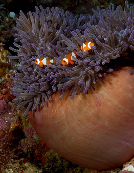 Clownfish Scolarizzazione Vicino Impianto Anemone Sott Acqua — Foto Stock