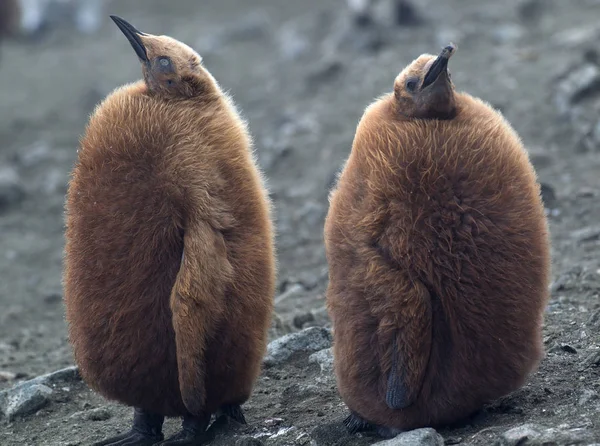 ふわふわのビーチでペンギンの雛を王 — ストック写真