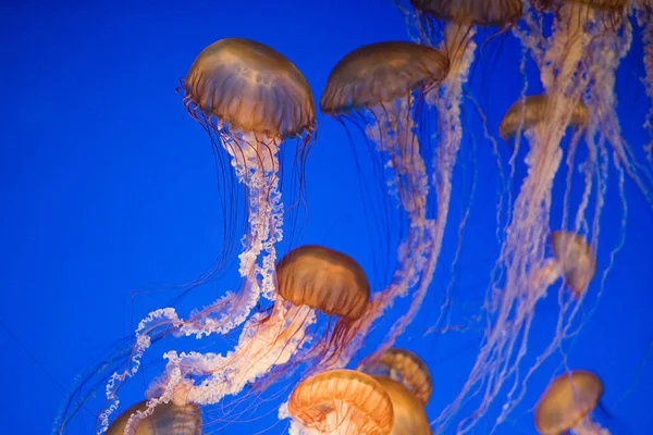 Grupo Medusas Ortiga Marina Bajo Agua Azul —  Fotos de Stock