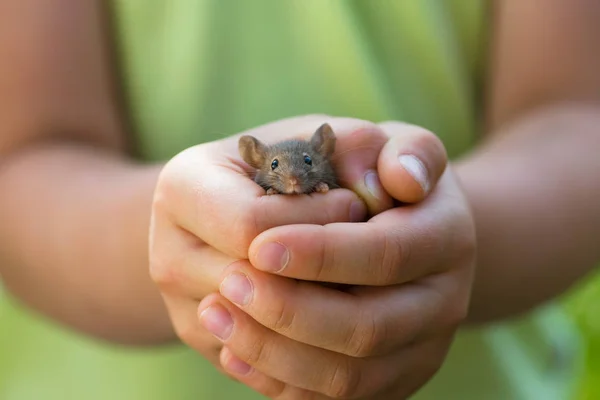 Mała Dziewczynka Gospodarstwa Szara Mysz Ręce — Zdjęcie stockowe
