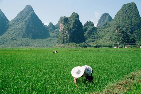 Campesinos China —  Fotos de Stock